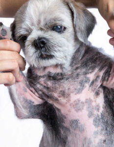 black spots on a dog's belly