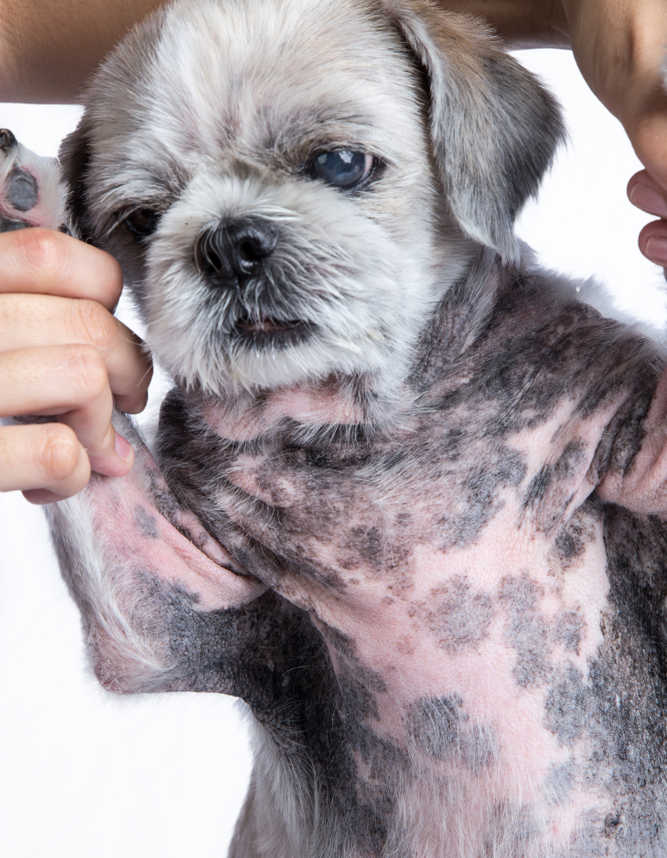 what are black spots on a dogs belly