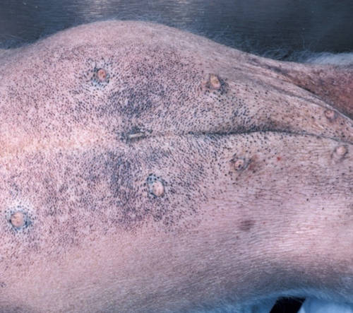 Black spots on a dog's belly as a result of Cushing's disease