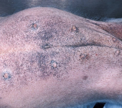 black spots on a dog's belly as a result of cushing's disease