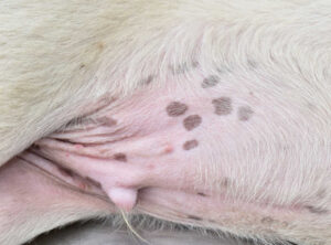 what are the black dots on my dogs belly