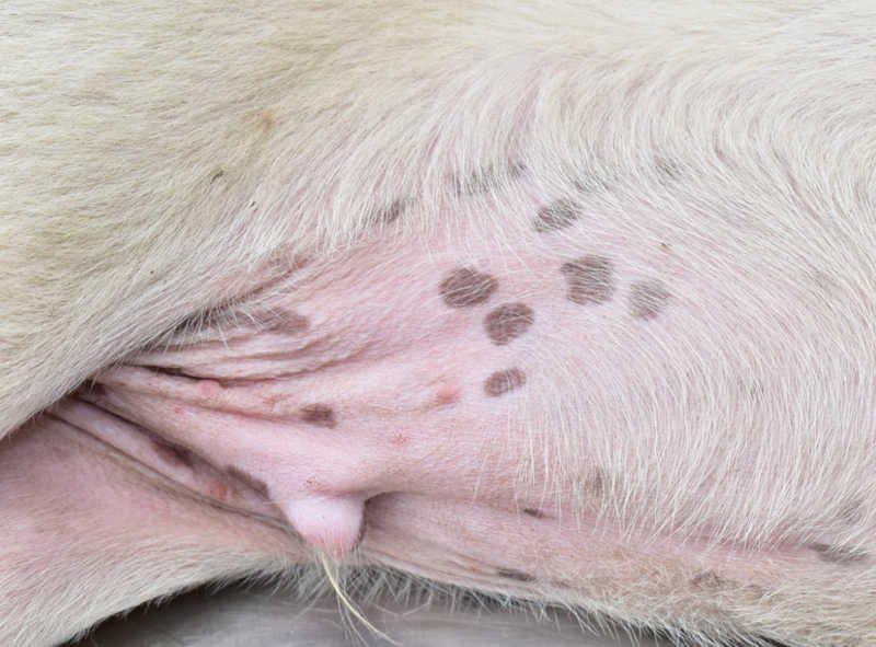 black skin pigmentation on white dog