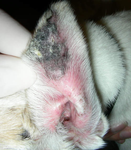Black spots on a dog's ear as a result of an autoimmune disease 