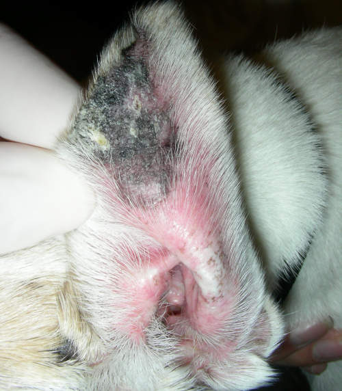 Scabs and blacks pots on ear due to an autoimmune disorder