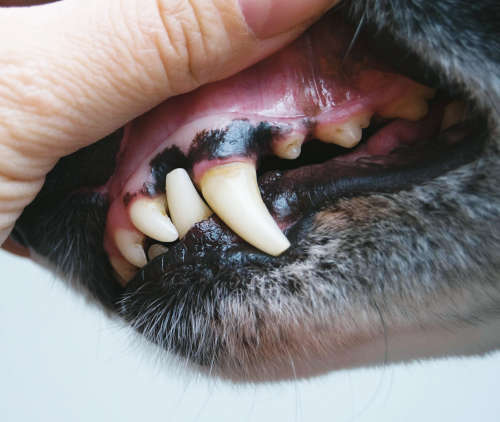 black spots on gums of a border collie dog