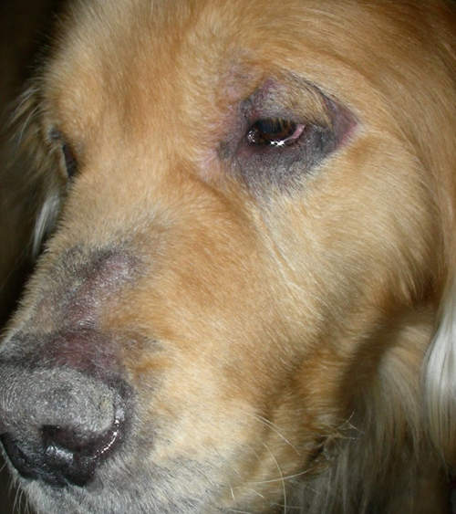 Blackened skin around a dog's eye as a result of Hypothyroidism