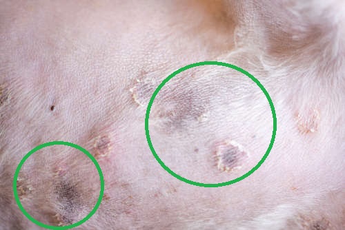Black spots on dog's skin as a result of a fungal skin infection