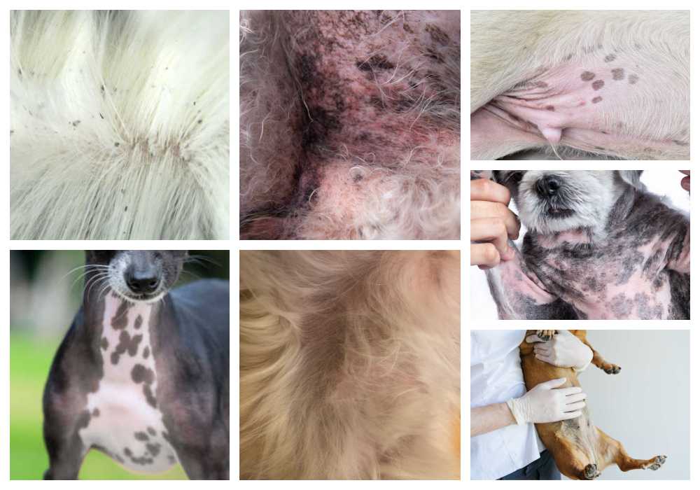 Is There A Cure For Black Skin Disease In Dogs
