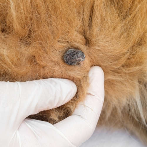vet shows a closeup of a black wart on a dog