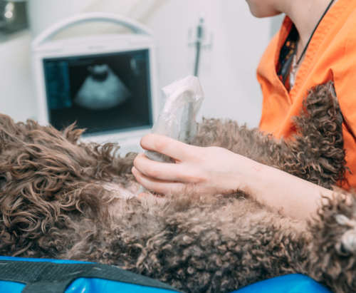 Vet performing an ultrasound scan on a brown dog's belly