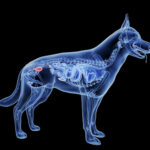 3d rendered illustration of a dogs bladder