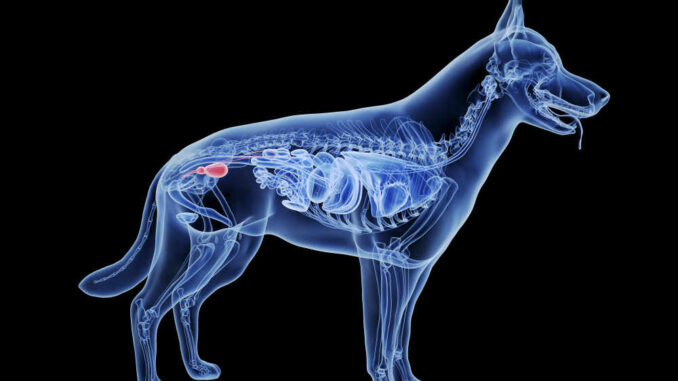 Bladder Infections in Dogs: Top Causes & How to Treat