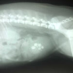 xray showing dog bladder stones