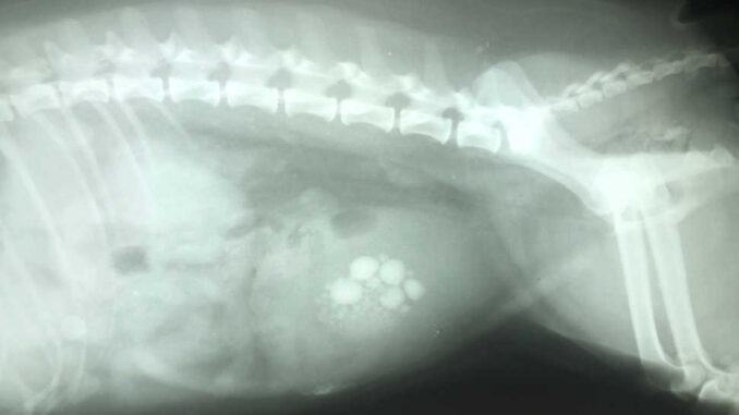 Dog Bladder Stones Surgery: FAQ with Our Vet Surgeon