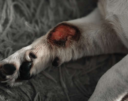 bleeding purulent open wound on a dog's paw