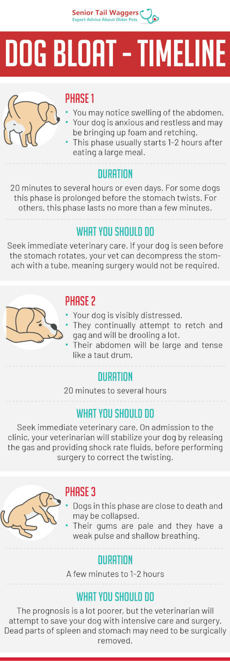 infographics with information on dog bloat timeline by phase, with comments from our veterinarian team
