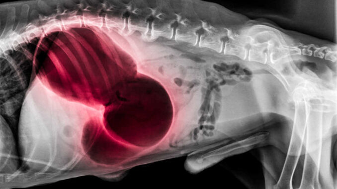 xray showing twisted stomach in case of a dog bloat emergency