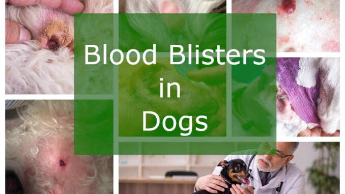 collage of pictures of blood blisters in dogs