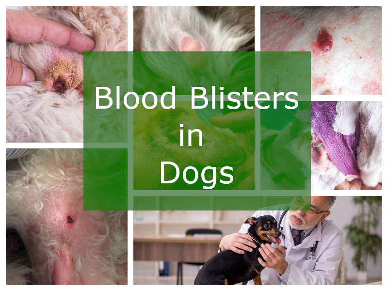 collage of pictures of blood blisters in dogs