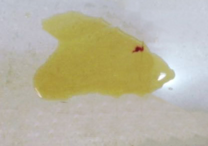 blood clot in dog urine on the floor