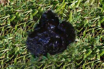 Black, Tarry Poop (Melena)