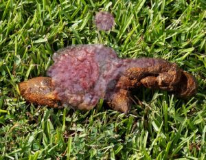 blood in dog's poop that looks like jelly