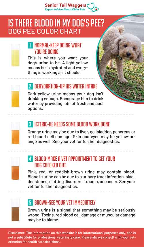 color chart for blood in dog's urine