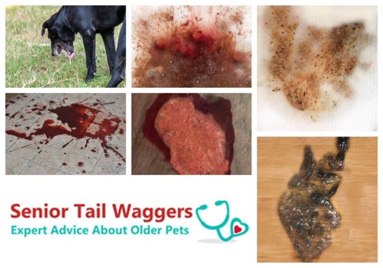 Pictures of Dog Vomit with Blood, Explained By a Veterinarian