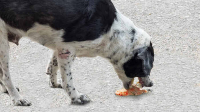 dog vomiting blood with mucus