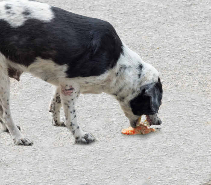 Dog vomiting shop chunks of food