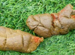Grass with dog poop showing signs of small amounts of blood