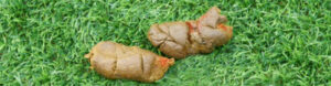 Bloody Streaks or Small Quantity of Blood in My Dog’s Poop: Is It Serious?
