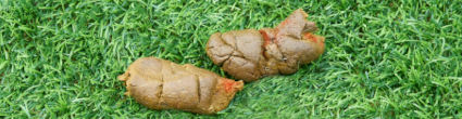 Grass with dog poop showing signs of small amounts of blood
