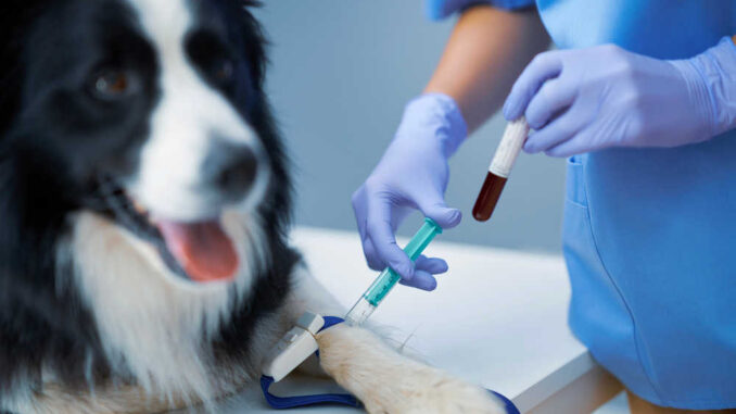 what is the cost of a blood transfusion for a dog