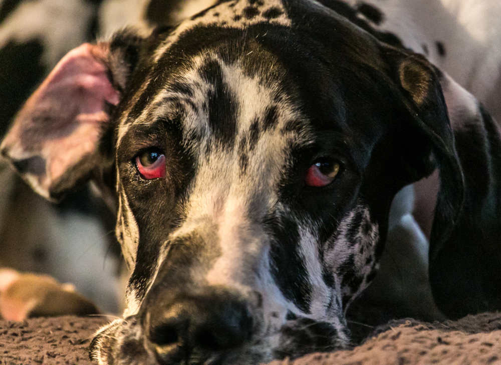Picture of great dane with bloodshot eyes