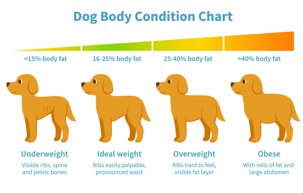 body condition chart for dogs