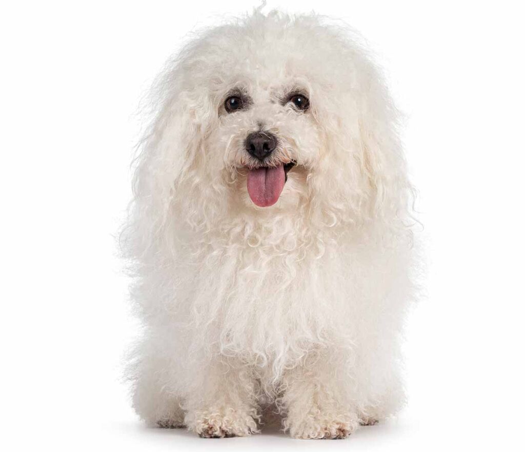 18 Best Small White Dog Breeds (With Cute Images!)