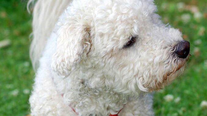 bolognese dog on grass