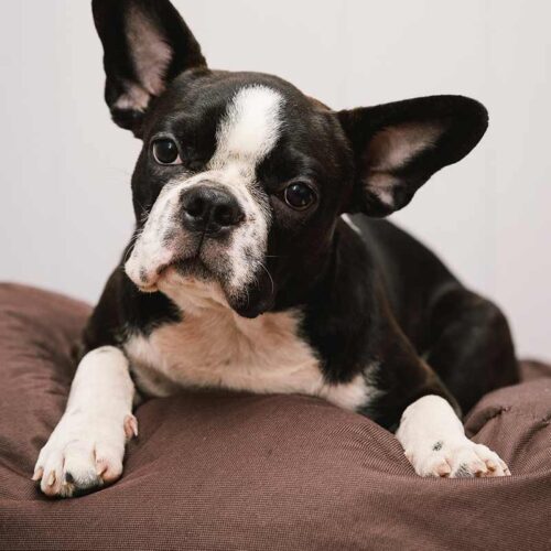 Boston Terrier portrait on a pillow