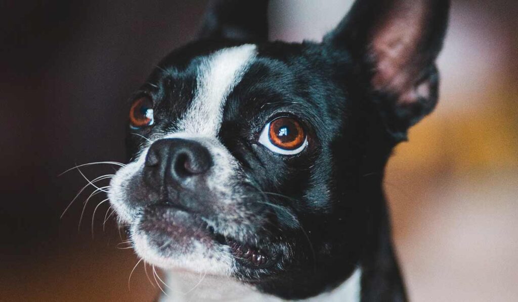 boston terrier breed portrait