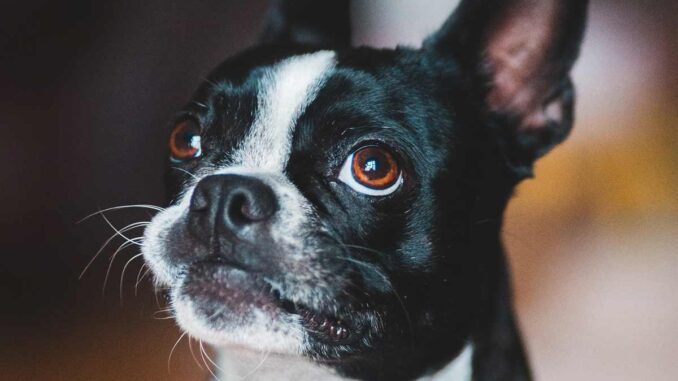 boston terrier breed portrait