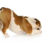 My Dog Has a Bleeding Bump on Her Bum: What Is It?