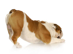 My Dog Has a Bleeding Bump on Her Bum: What Is It?