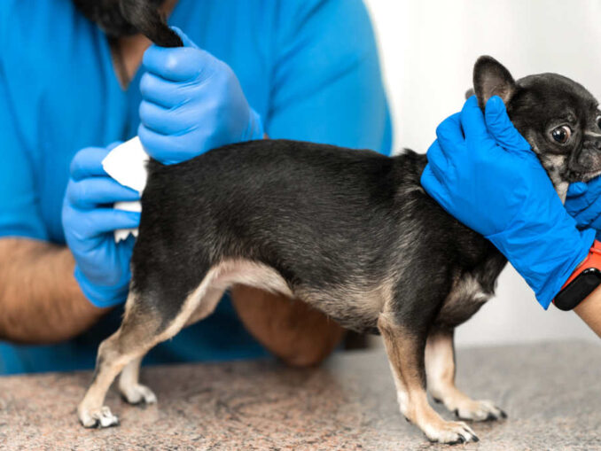 Dog Blood Tests Cost 50300 [Prices By Test Types]