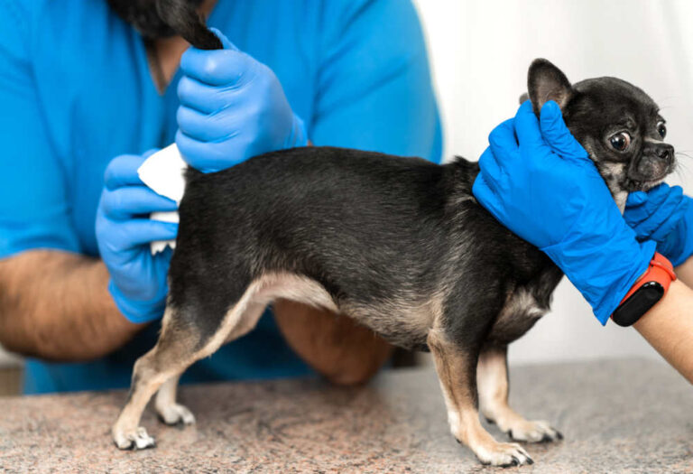 My Dog Just Died After Bleeding From Anus: What Happened?
