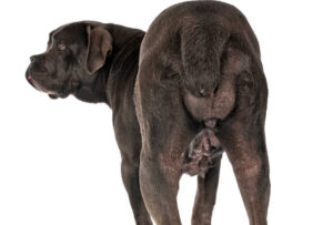White Discharge in Female Dog: What it Means & When to Worry