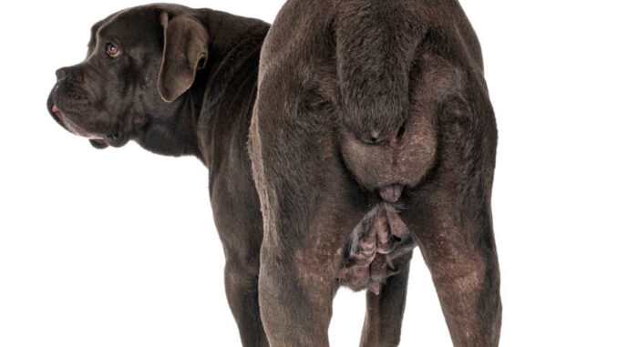 female italian mastiff's behind