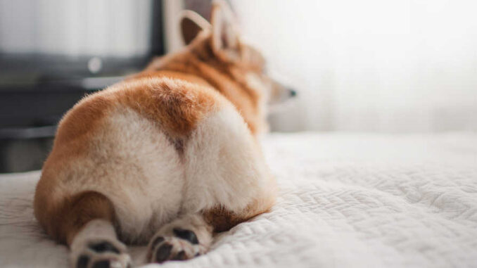Dog with swollen bottom sitting on a bed
