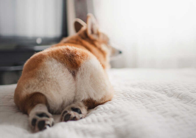 Does Your Dog Have a Swollen Butt? Dr. Guise Explains