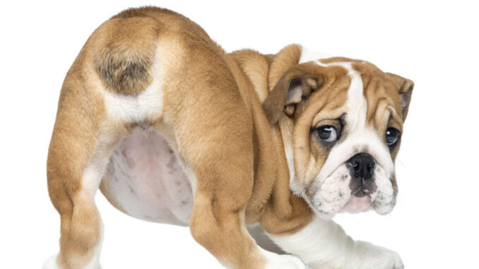 English Bulldog playfully shows his bottom!